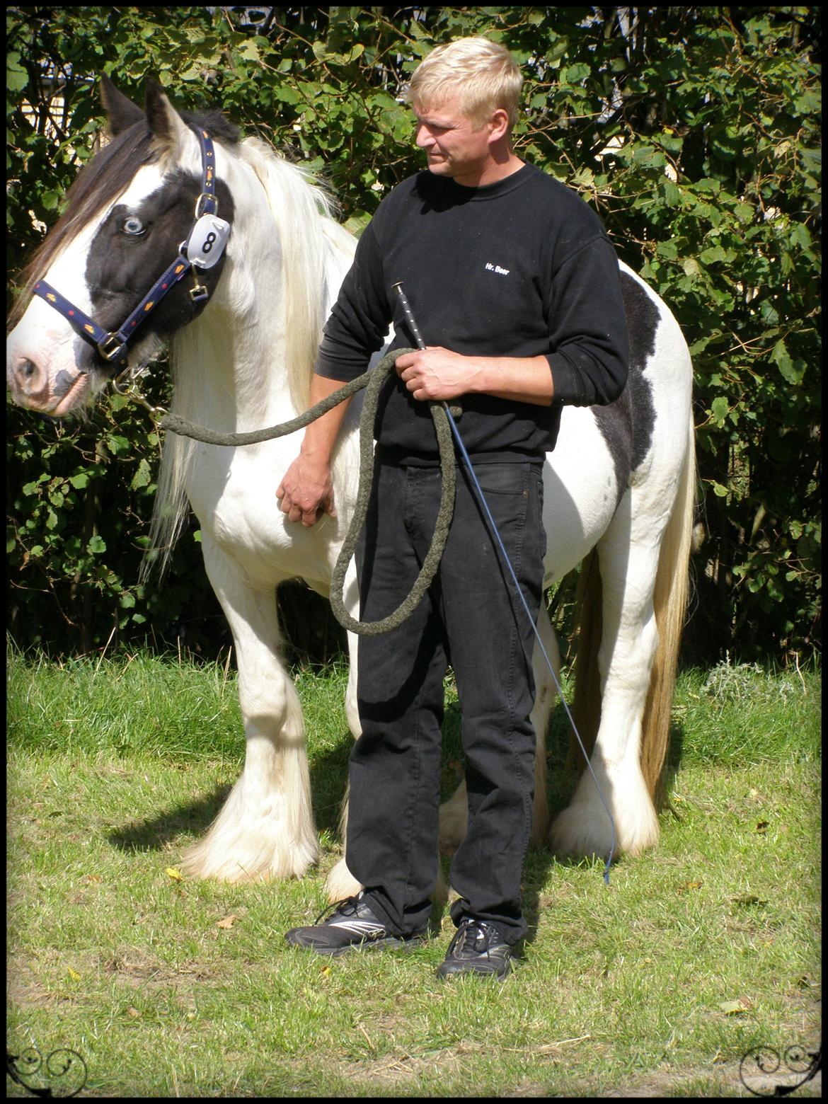 Irish Cob Medusa billede 10