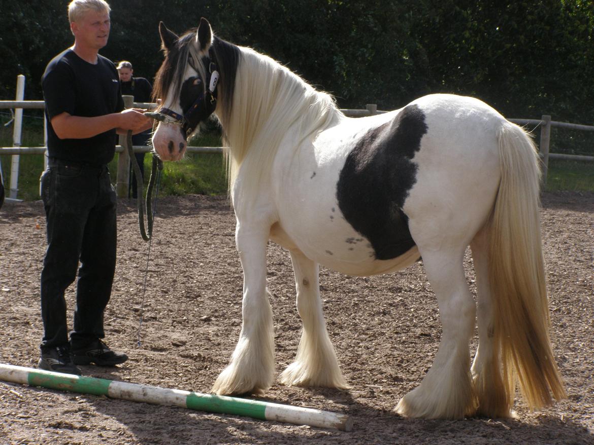 Irish Cob Medusa billede 11