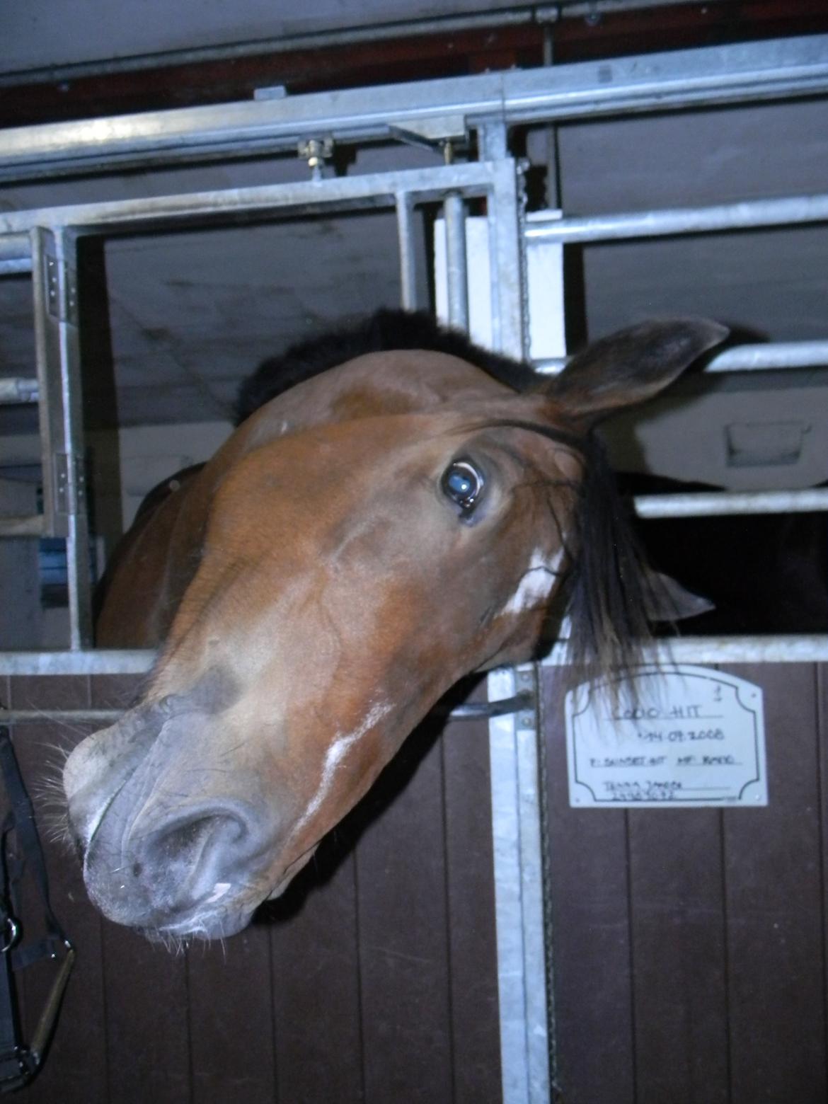 Anden særlig race Dakota - Hvor er du dog grim Kota. xD - Foto: Mig billede 24