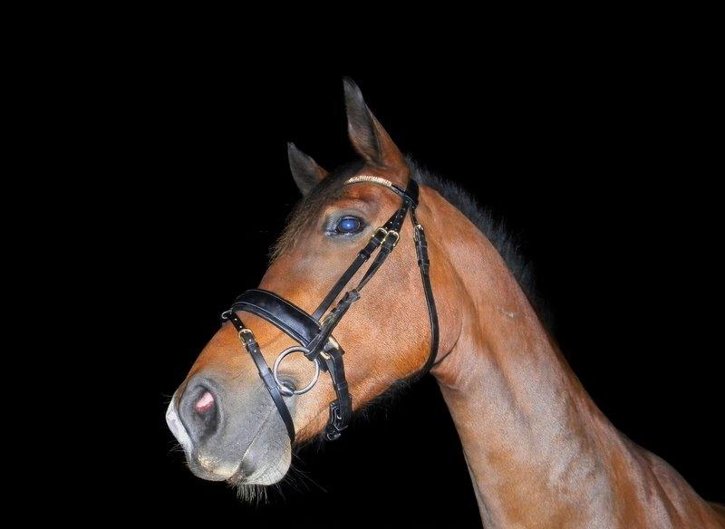 Anden særlig race Dakota - Flotte-fyr.dk :P - Foto: Mig billede 10