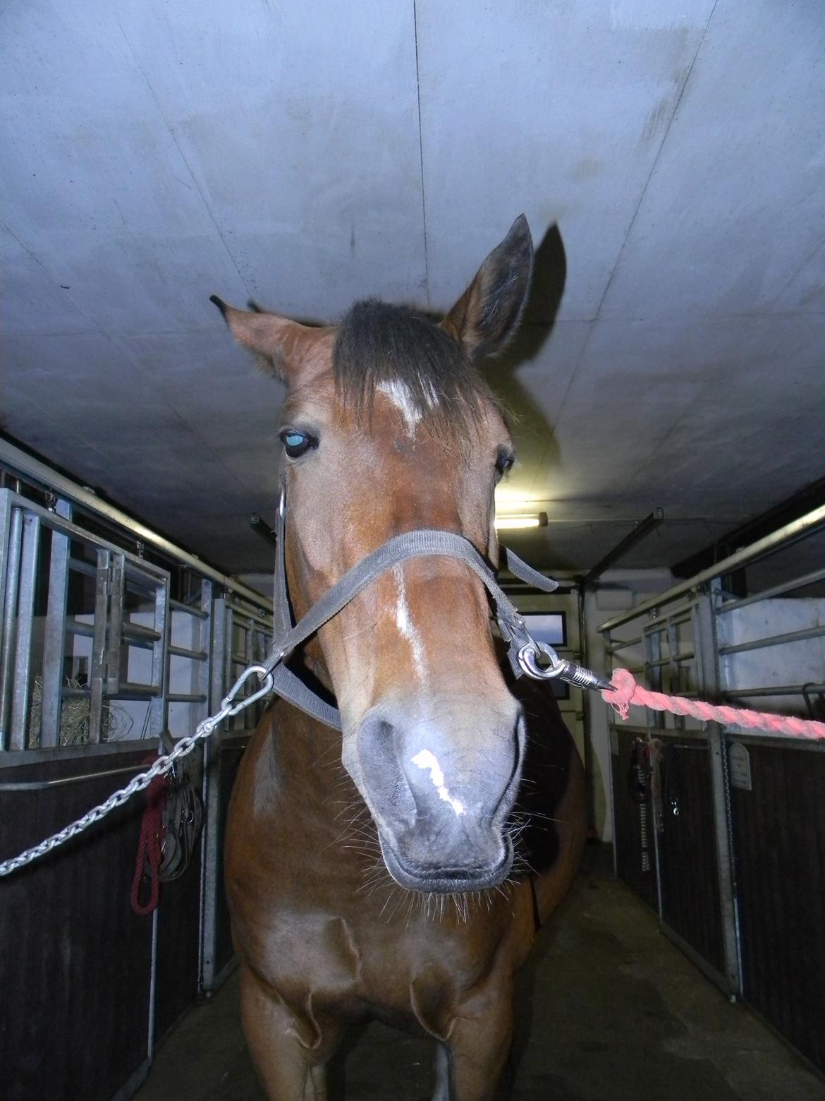 Anden særlig race Dakota - Æbler er gååååf. ;) - Foto: Mig billede 25