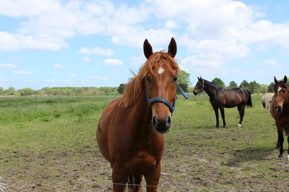 Anden særlig race Fiskegaardens Asterix billede 18