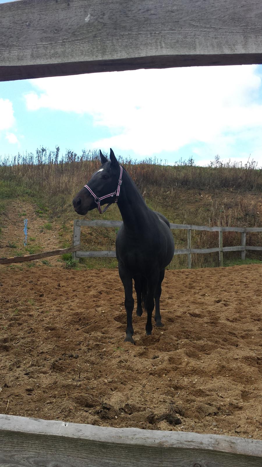 Oldenborg Sally af Skovvang billede 1