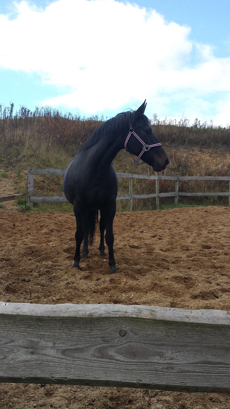 Oldenborg Sally af Skovvang billede 2