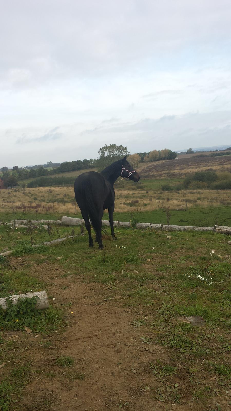 Oldenborg Sally af Skovvang billede 3