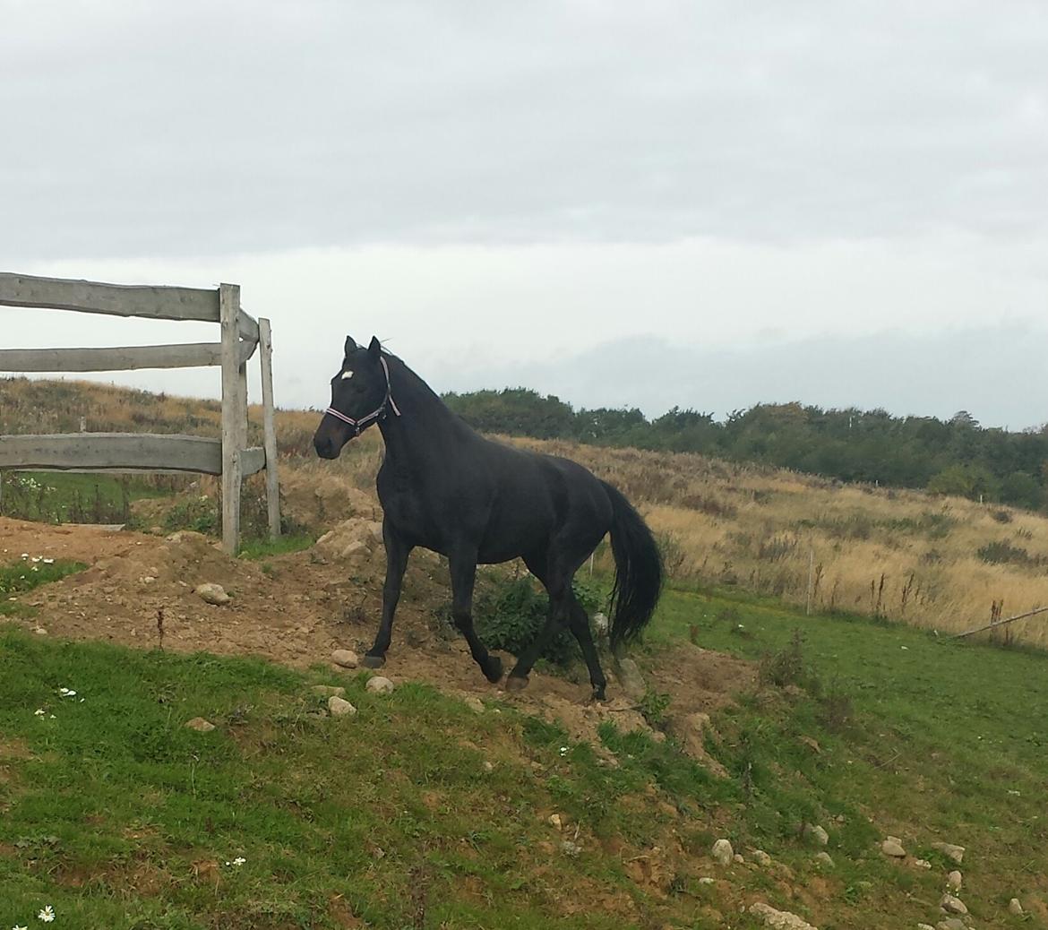 Oldenborg Sally af Skovvang billede 4