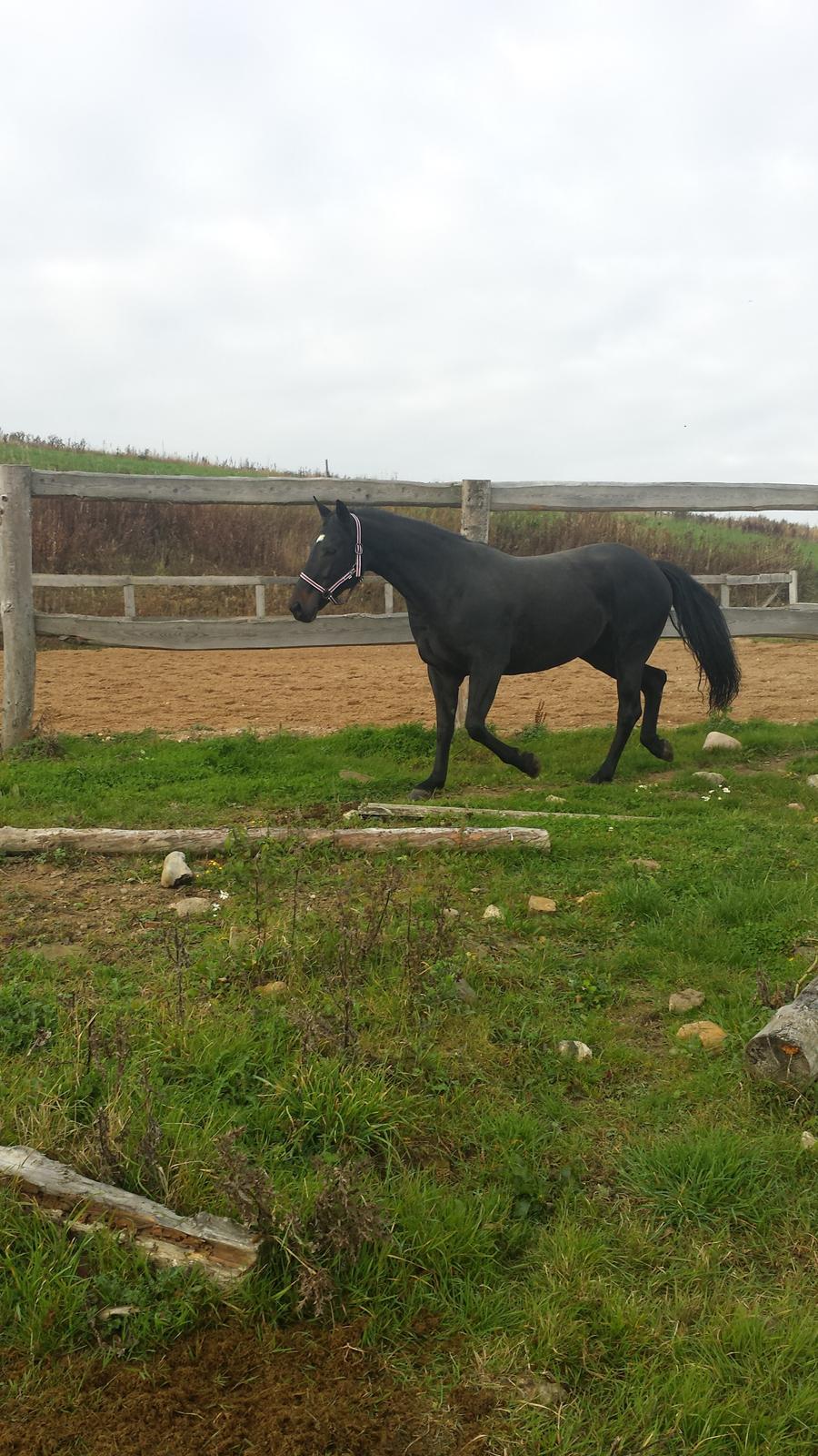 Oldenborg Sally af Skovvang billede 5