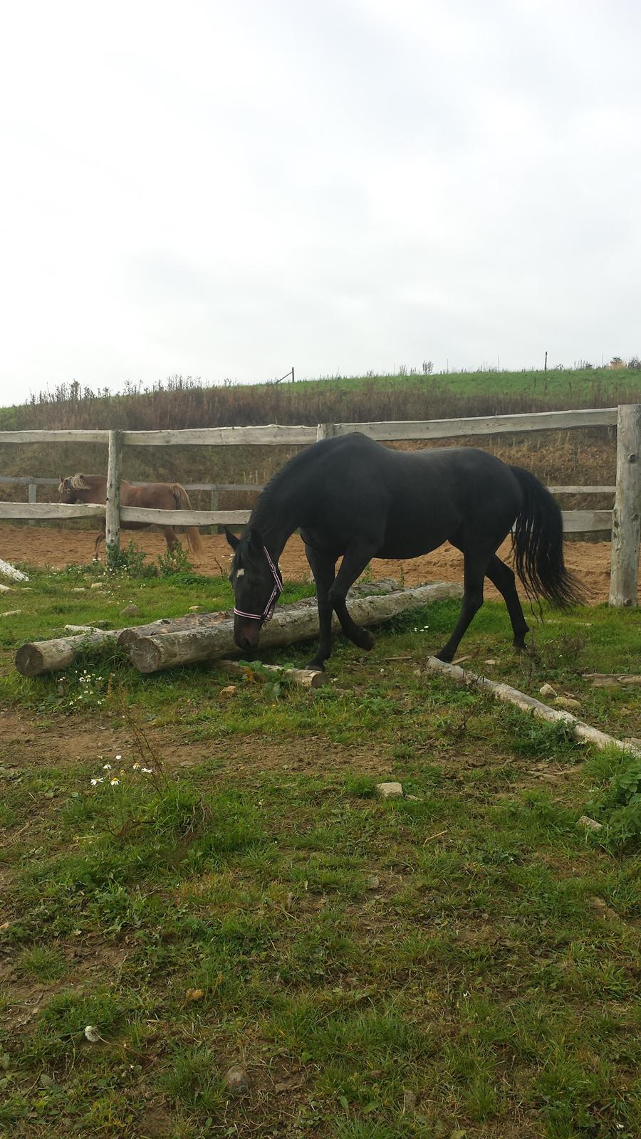 Oldenborg Sally af Skovvang billede 6