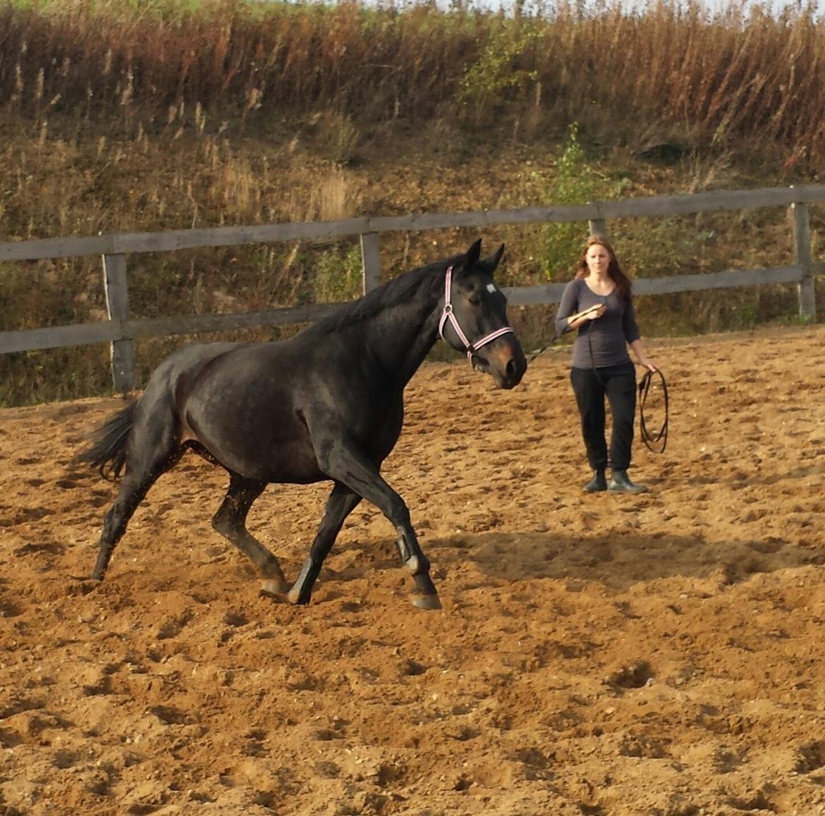 Oldenborg Sally af Skovvang billede 7