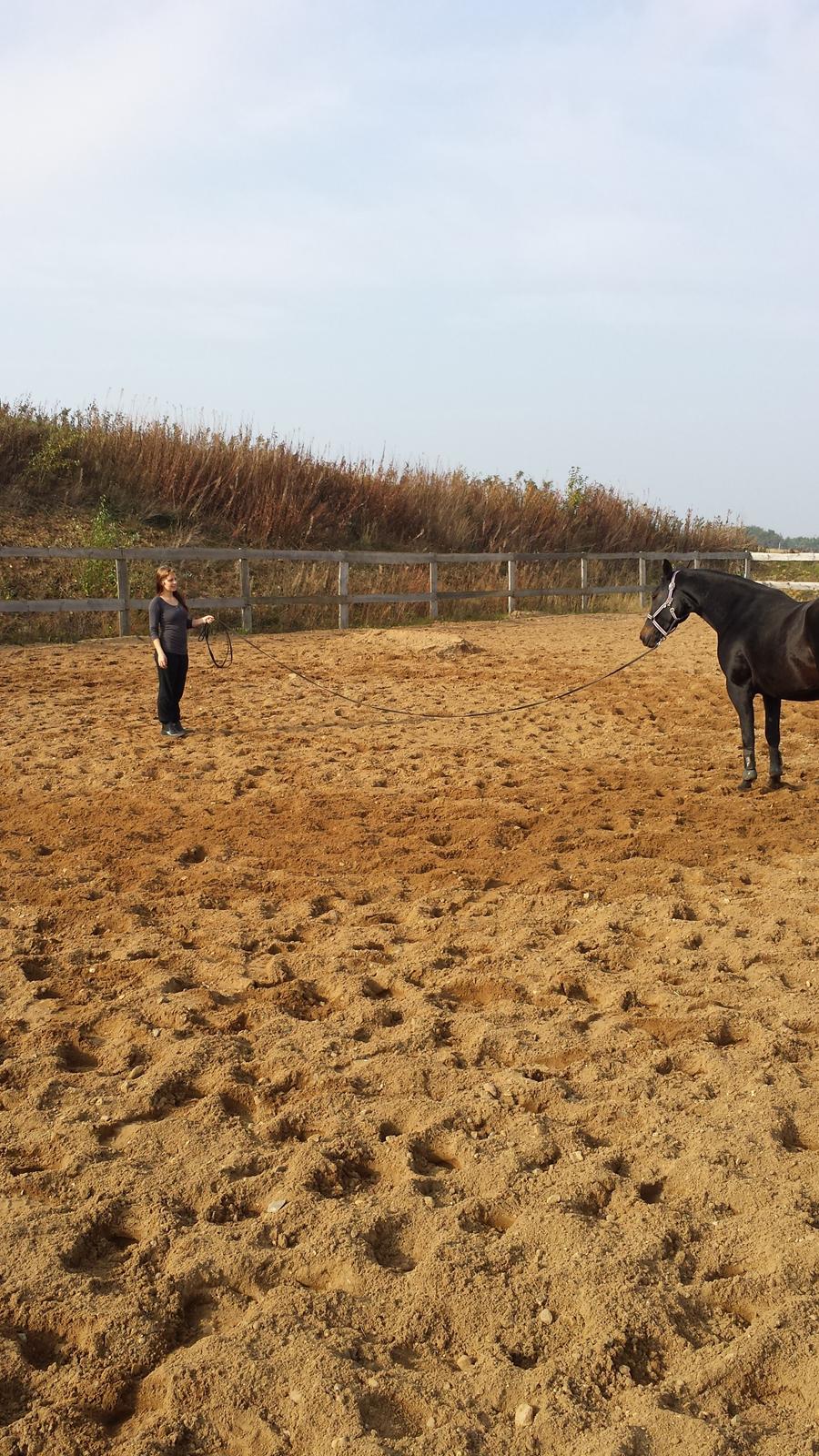 Oldenborg Sally af Skovvang billede 8