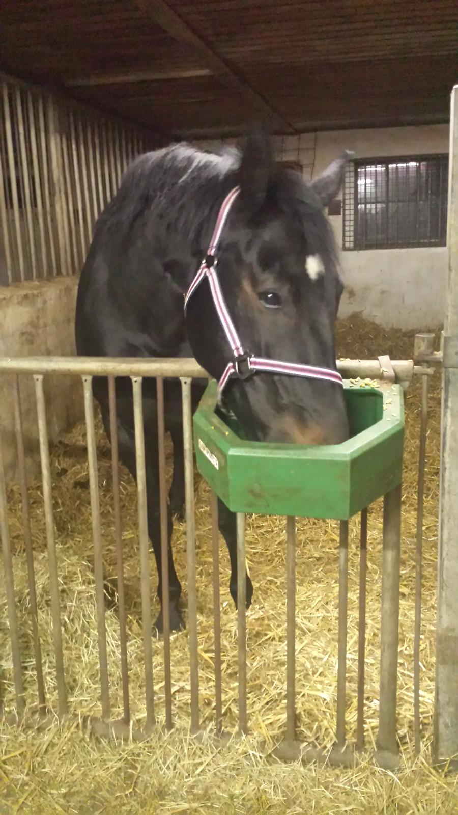 Oldenborg Sally af Skovvang billede 10