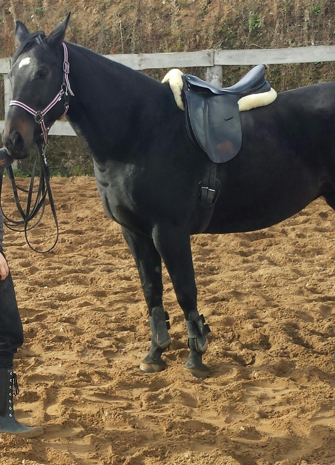 Oldenborg Sally af Skovvang billede 12