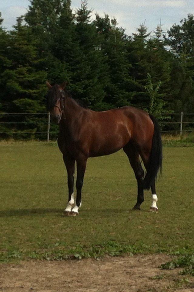 Westfaler Day of Glory billede 1