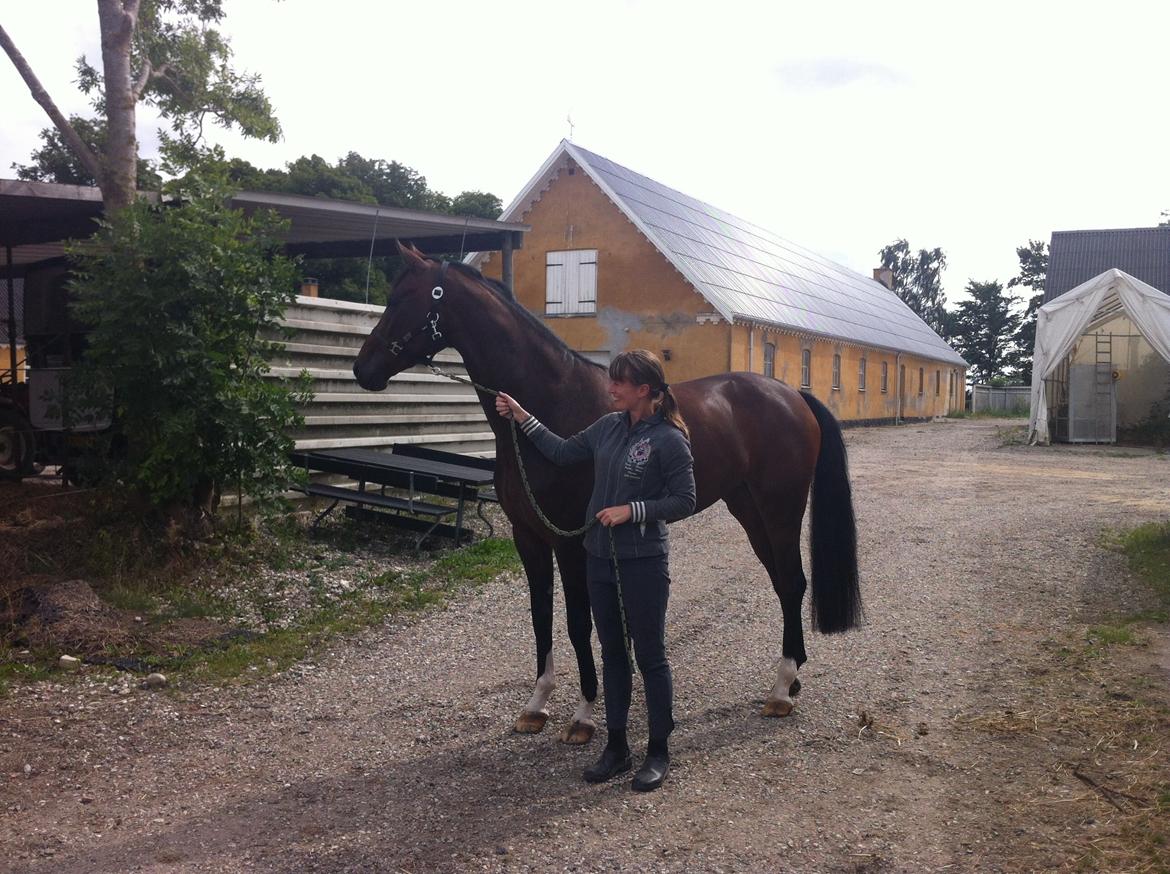 Westfaler Day of Glory - Lige ankommet til Danmark billede 3