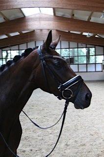 Westfaler Day of Glory - Billede fra Tyskland da jeg var nede og prøve hende billede 4