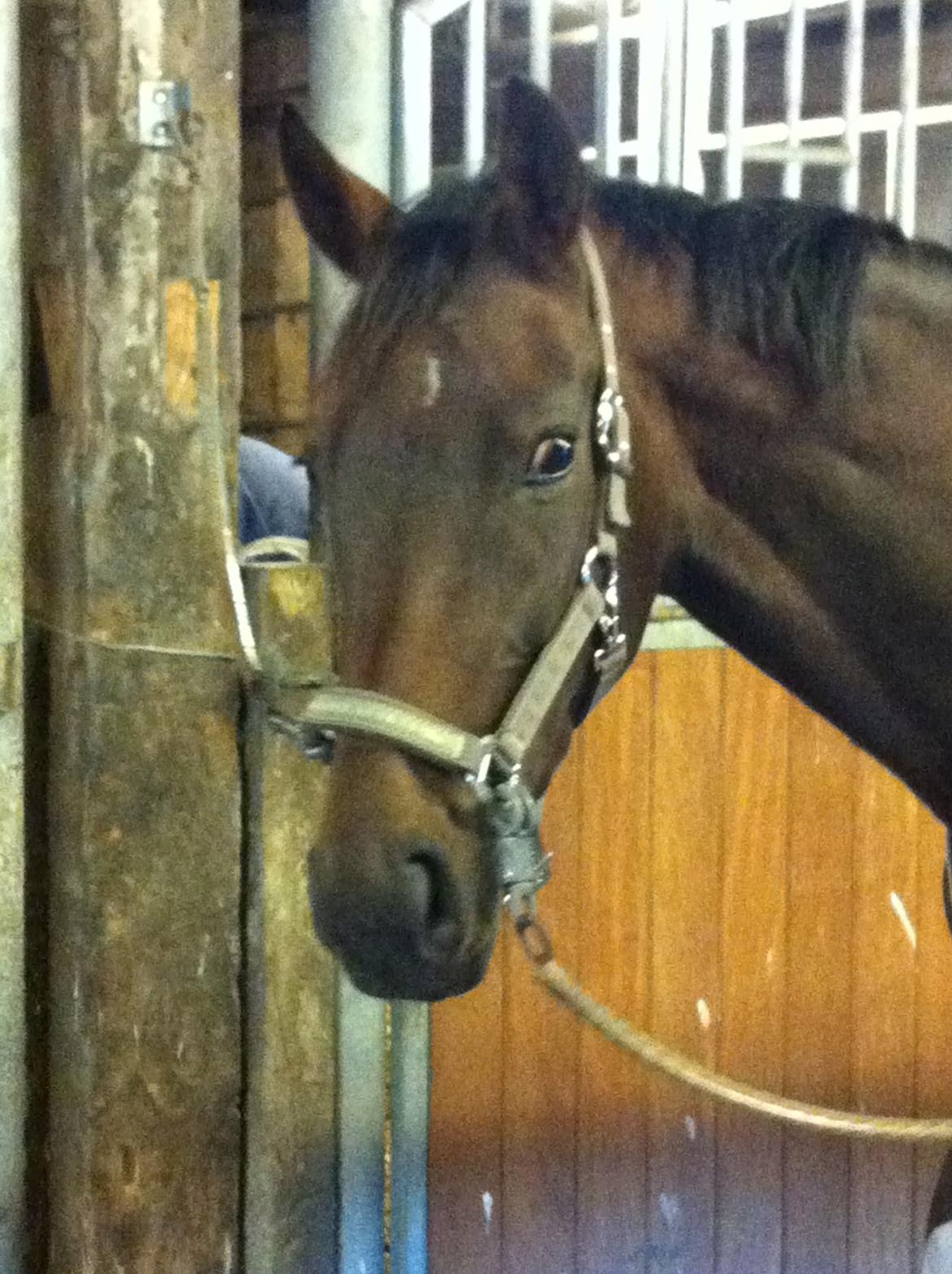 Westfaler Day of Glory - Undskyld jeg er her billede 5