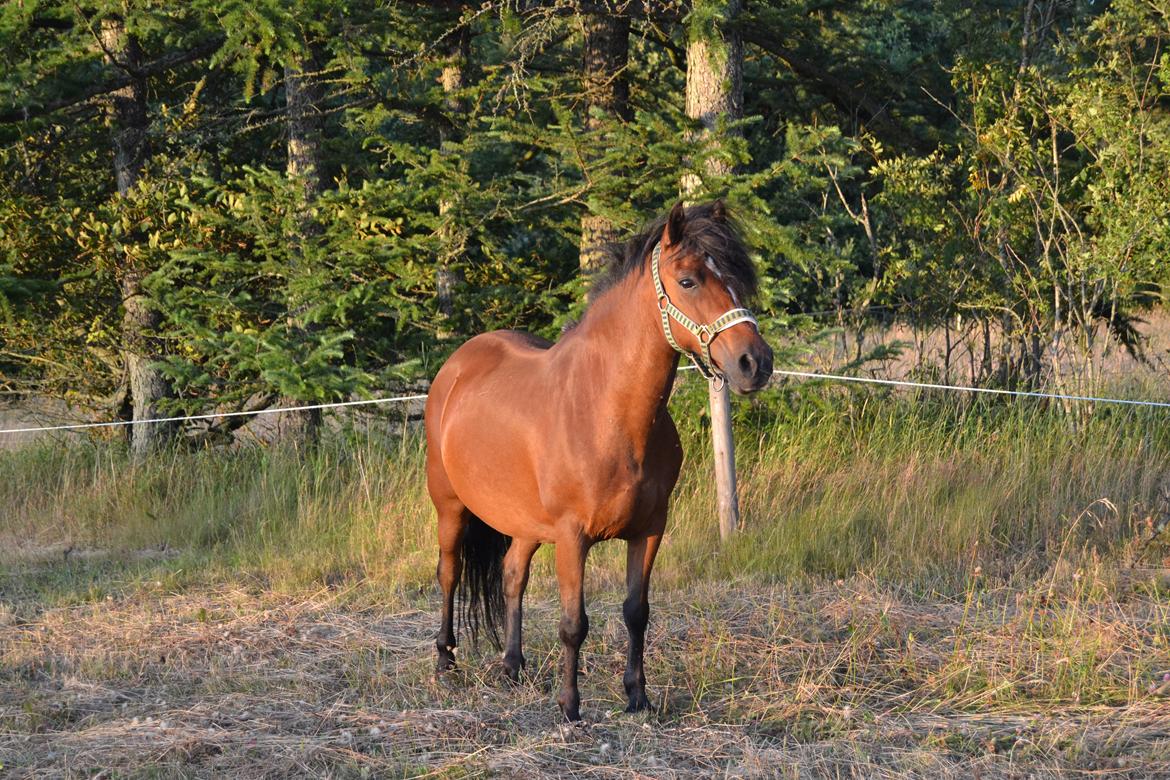 Hollandsk Sportspony Donja (No Name) - <3 billede 1