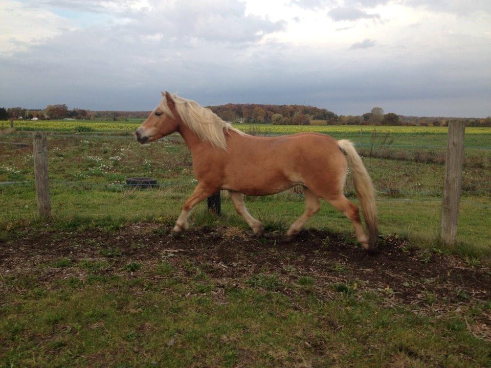 Haflinger Frederikke! - Efteråret 2013! billede 16