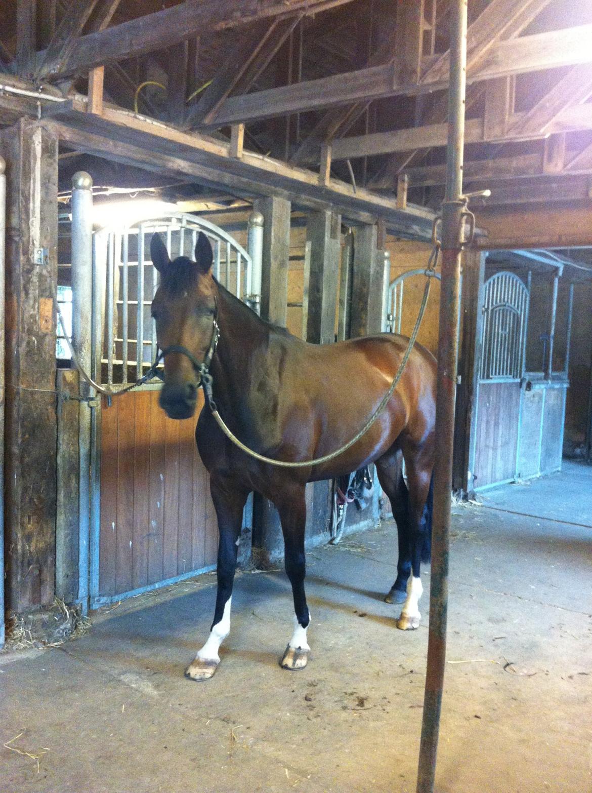 Westfaler Day of Glory - Hjemme på staldgangen billede 12