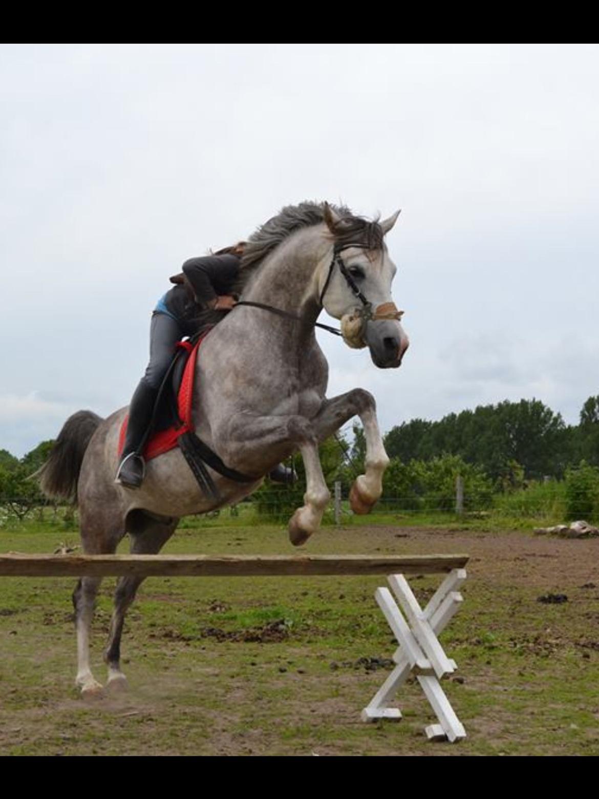 Arabisk fuldblod (OX) Fahrouk (Min bedste ven) billede 6