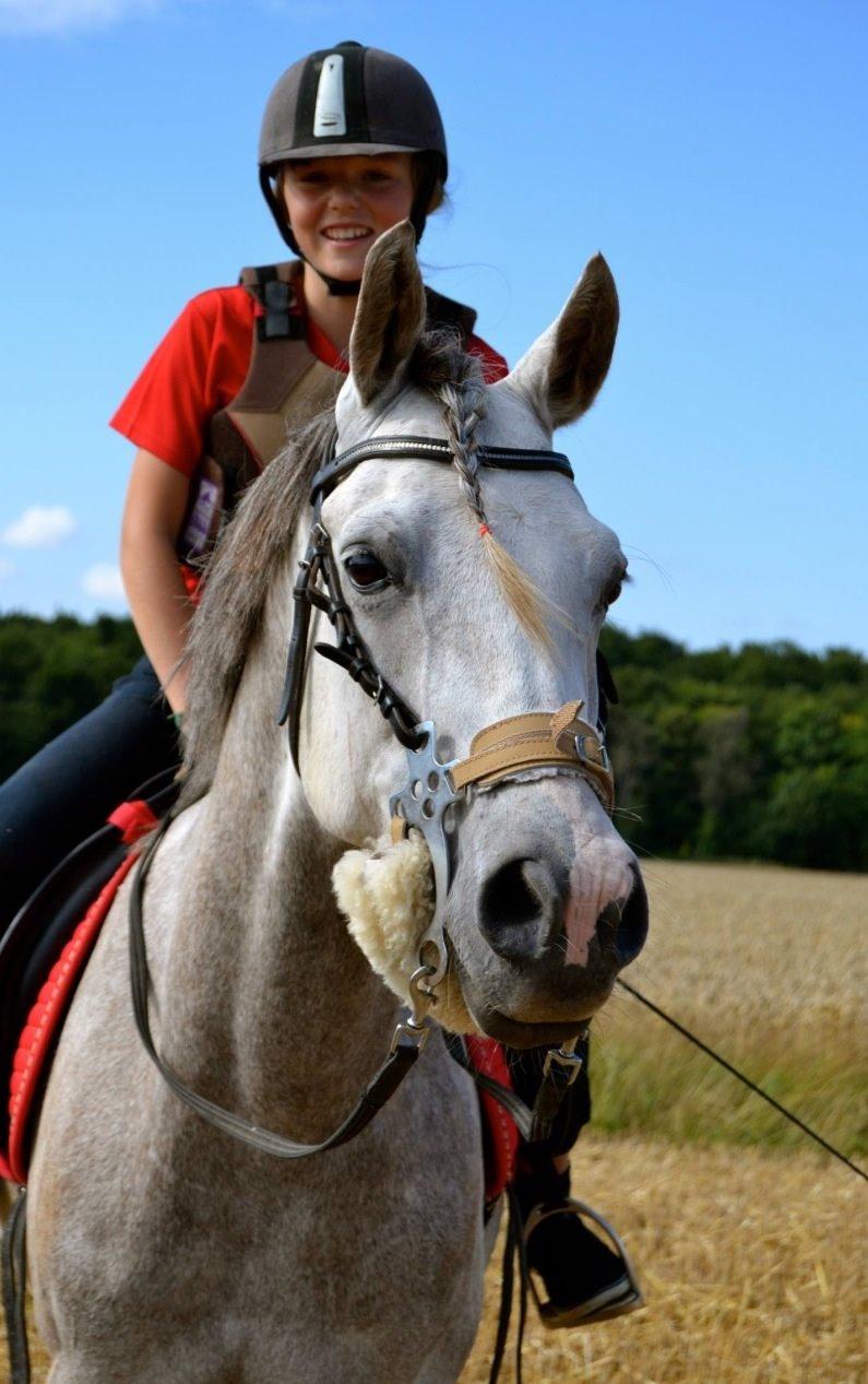 Arabisk fuldblod (OX) Fahrouk (Min bedste ven) billede 11