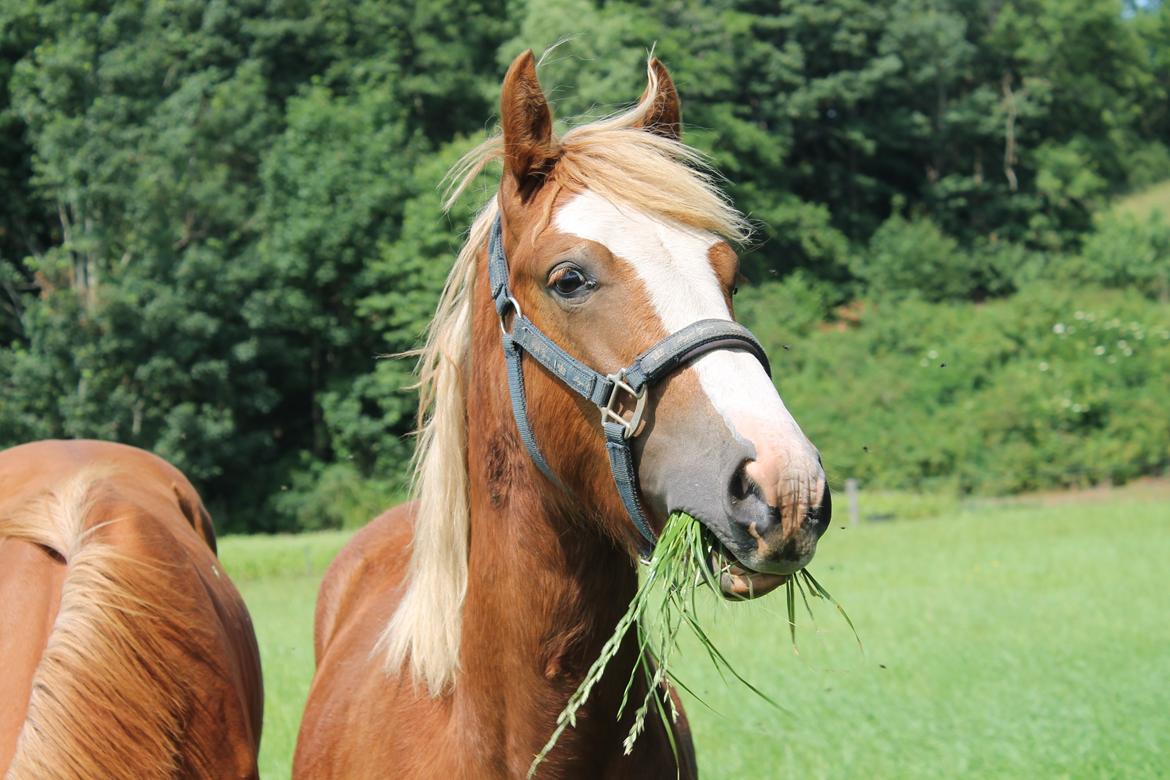 Welsh Cob (sec D) Bymosegaards Gigant billede 15