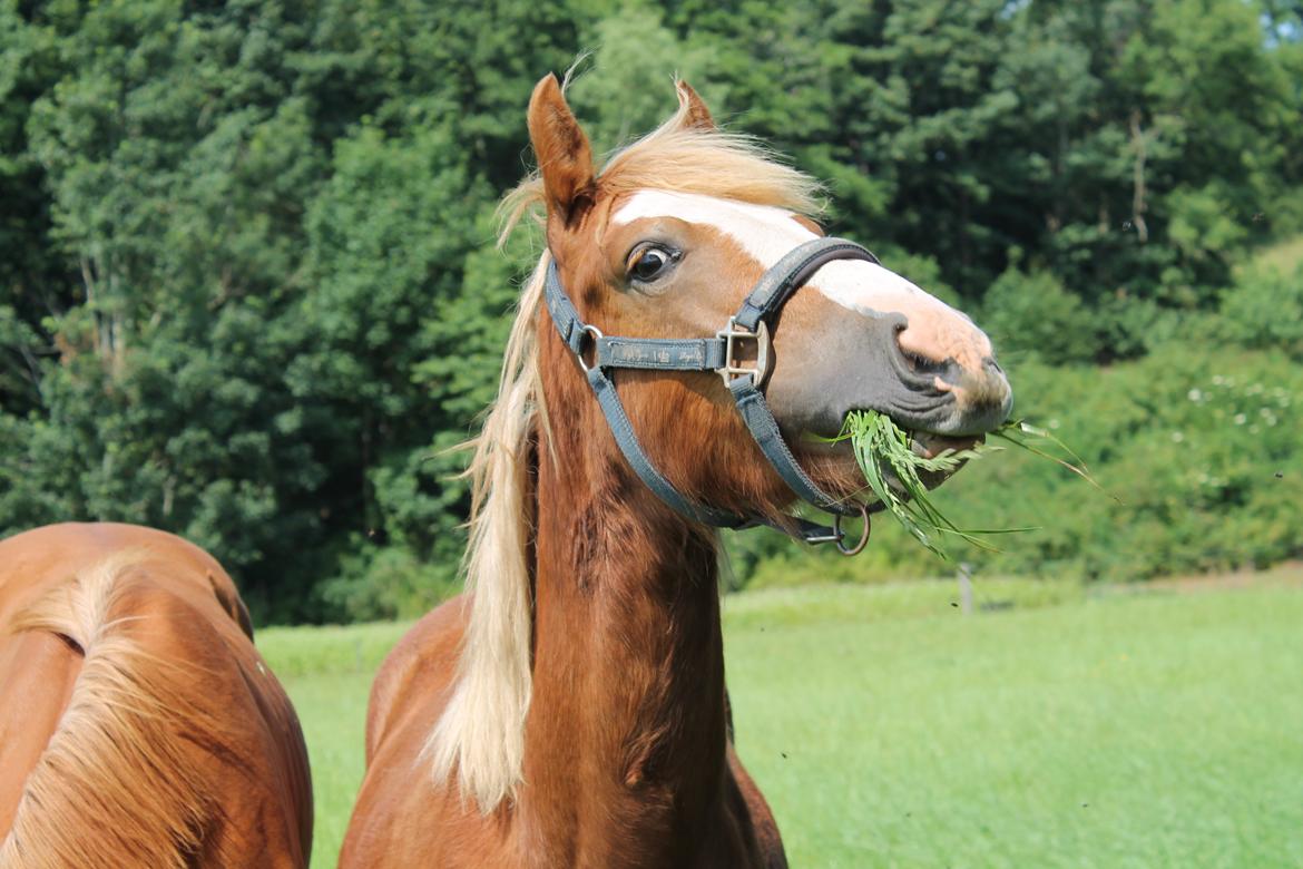 Welsh Cob (sec D) Bymosegaards Gigant billede 16