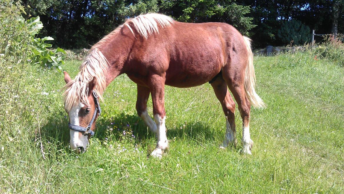 Welsh Cob (sec D) Bymosegaards Gigant billede 17