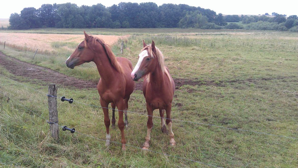 Welsh Cob (sec D) Bymosegaards Gigant billede 18