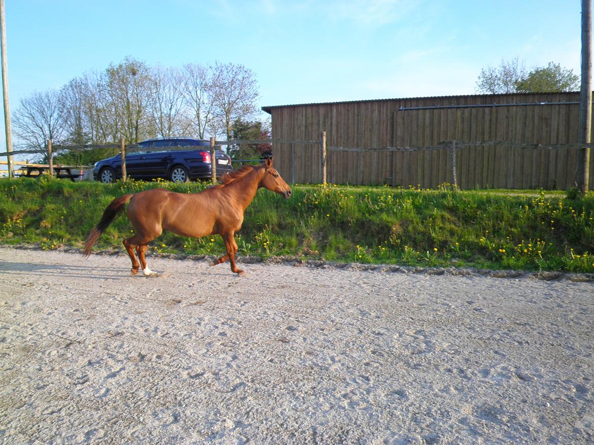 Dansk Varmblod Andina Solvang billede 20