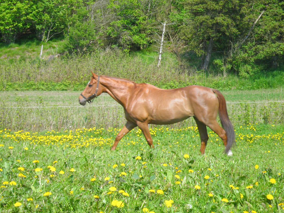 Dansk Varmblod Andina Solvang billede 21