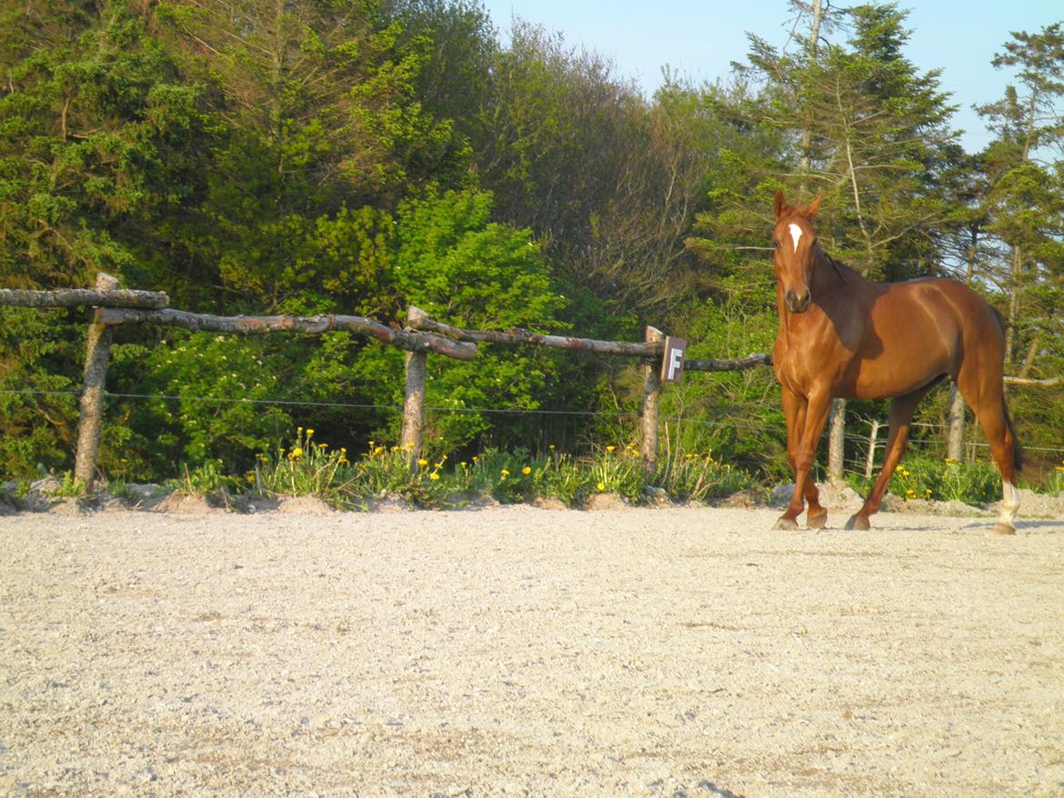 Dansk Varmblod Andina Solvang billede 22