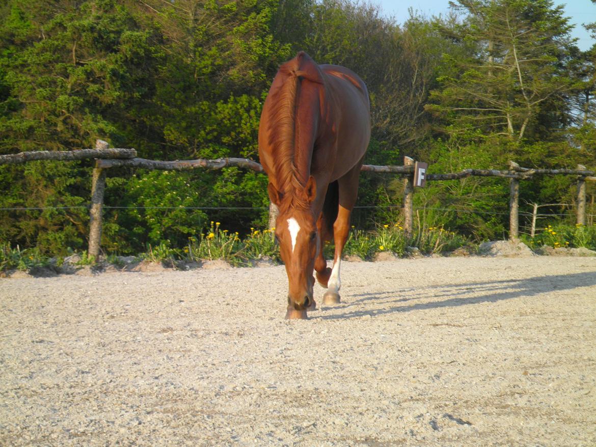 Dansk Varmblod Andina Solvang billede 23