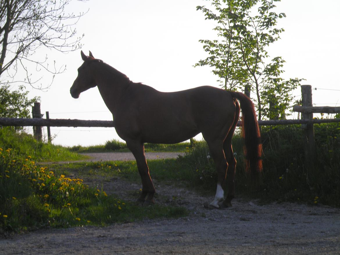Dansk Varmblod Andina Solvang billede 24