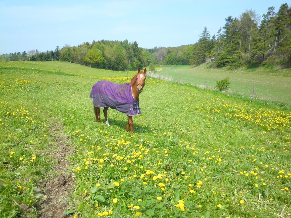 Dansk Varmblod Andina Solvang billede 25