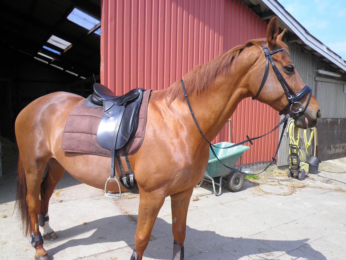 Dansk Varmblod Andina Solvang billede 26