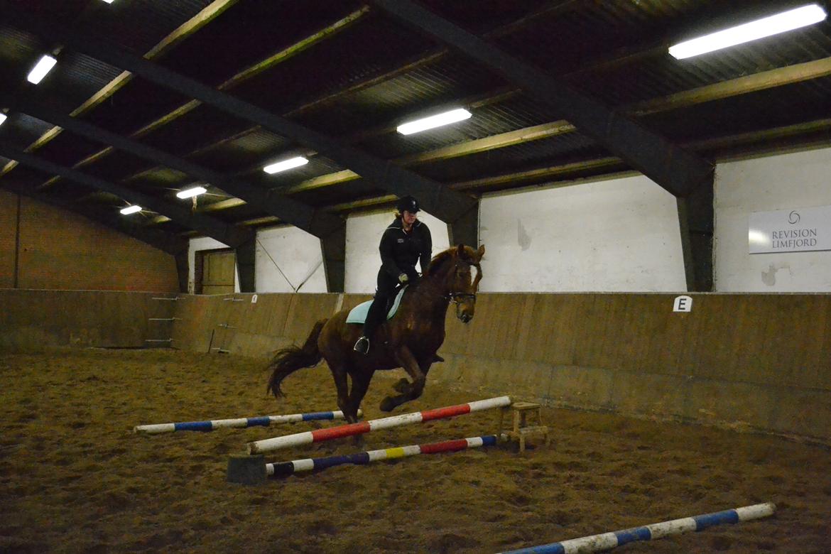 Dansk Varmblod Andina Solvang billede 27