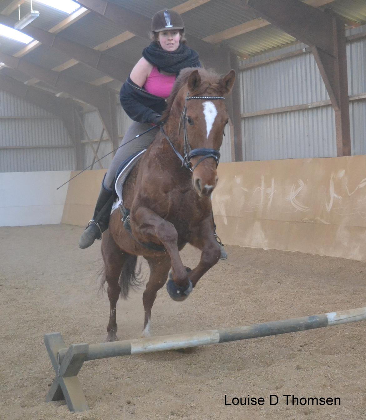 Dansk Varmblod Andina Solvang billede 28