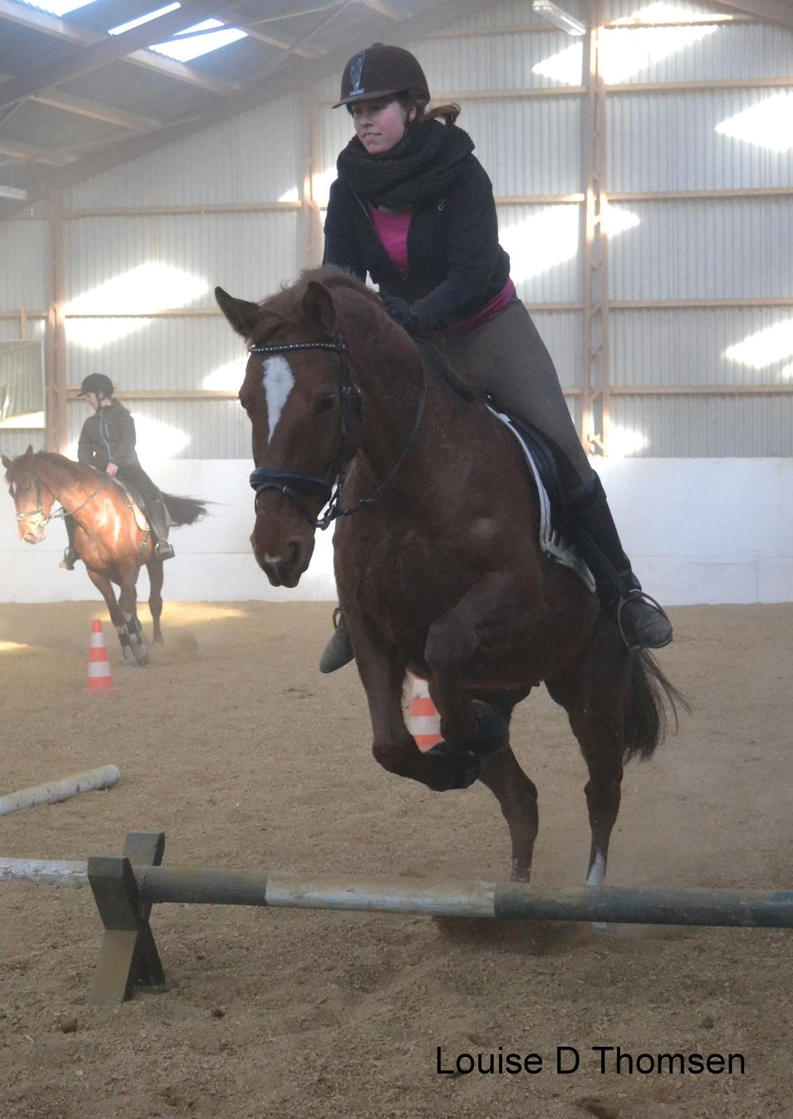 Dansk Varmblod Andina Solvang billede 4