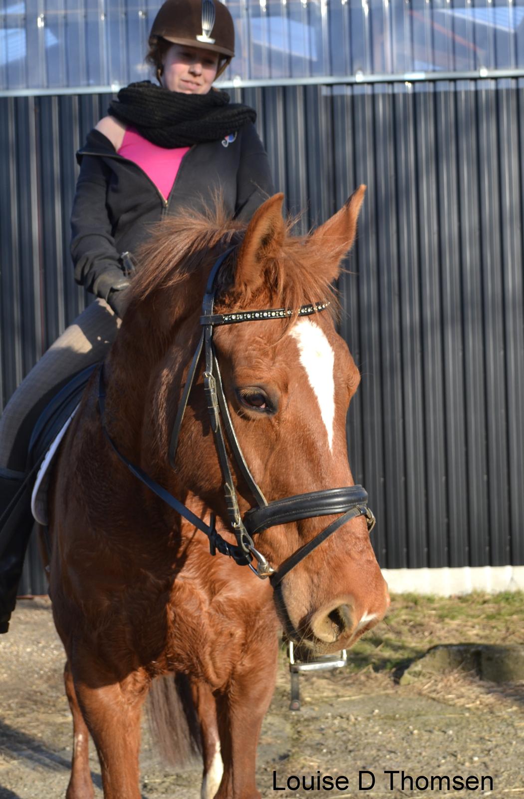 Dansk Varmblod Andina Solvang billede 29