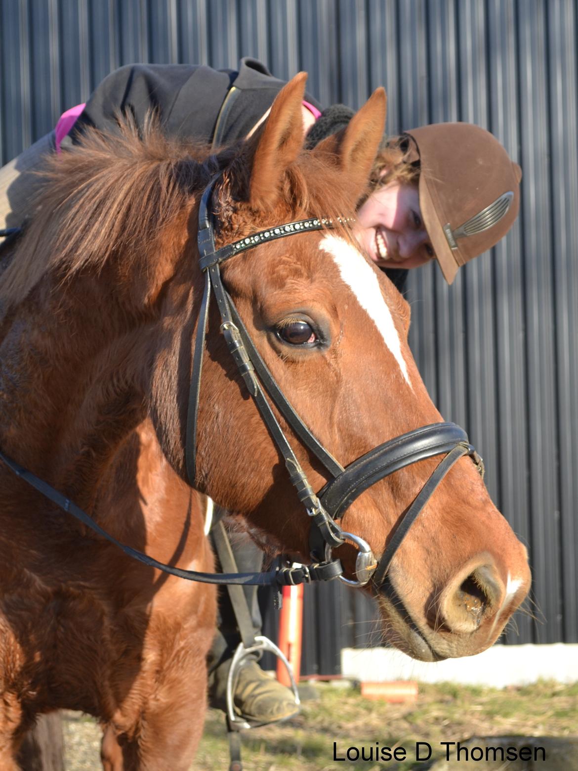 Dansk Varmblod Andina Solvang billede 1
