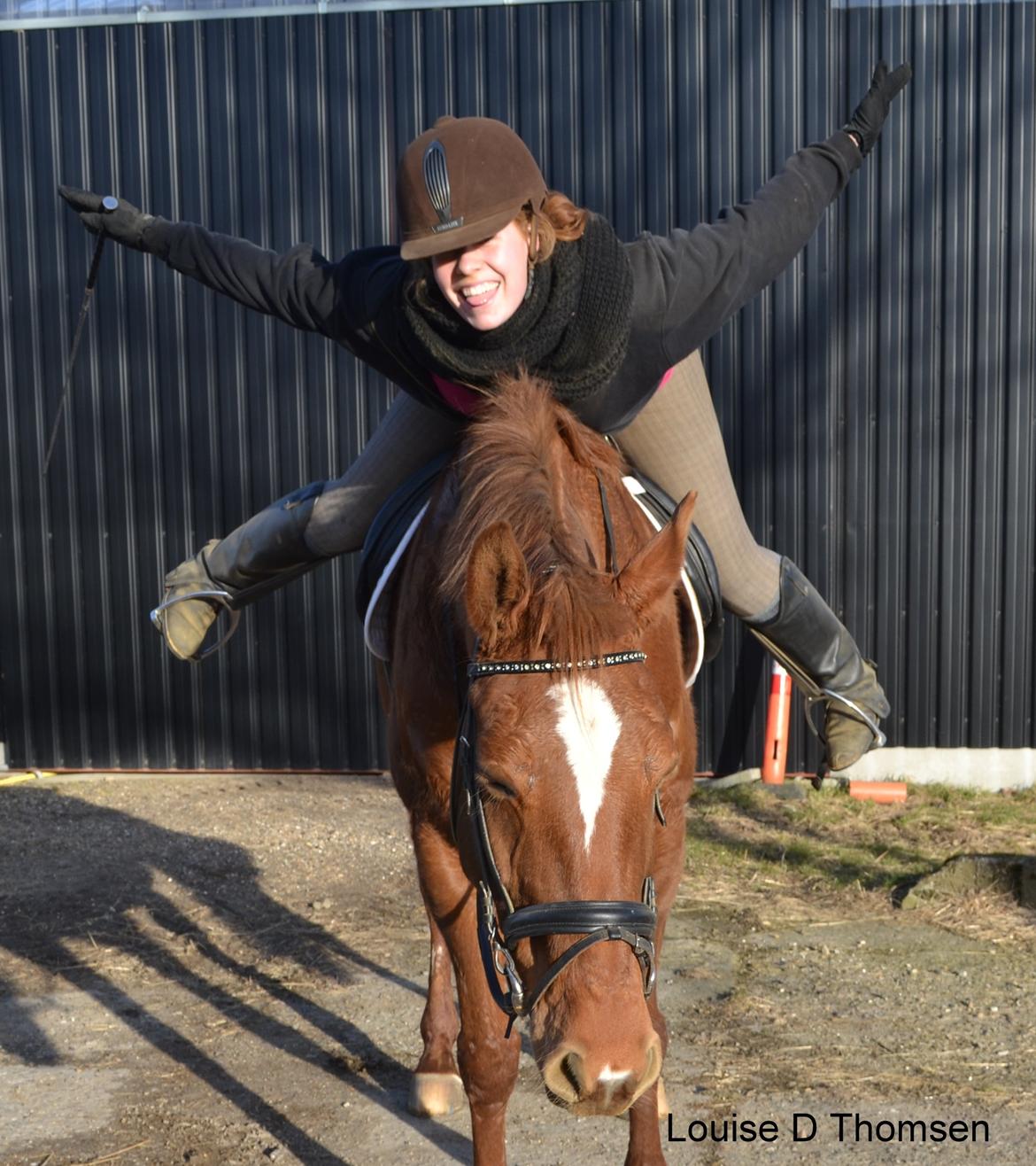 Dansk Varmblod Andina Solvang billede 30