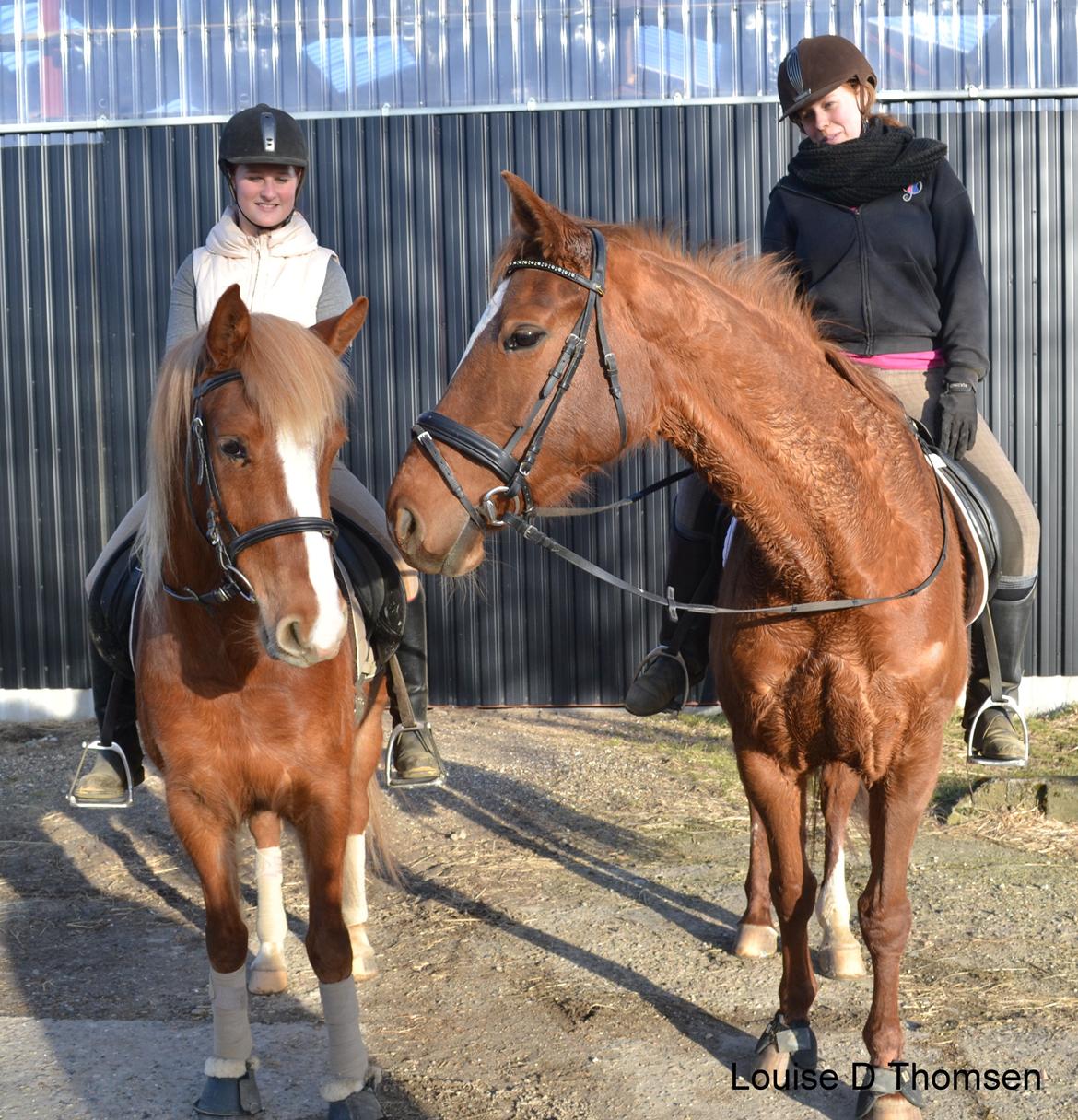 Dansk Varmblod Andina Solvang billede 31