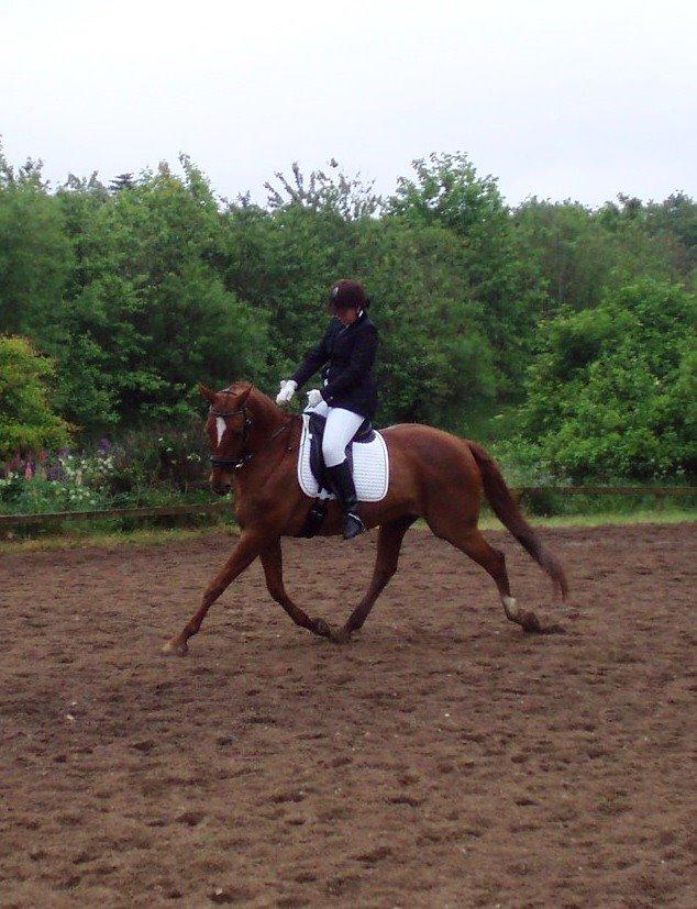 Dansk Varmblod Andina Solvang billede 32