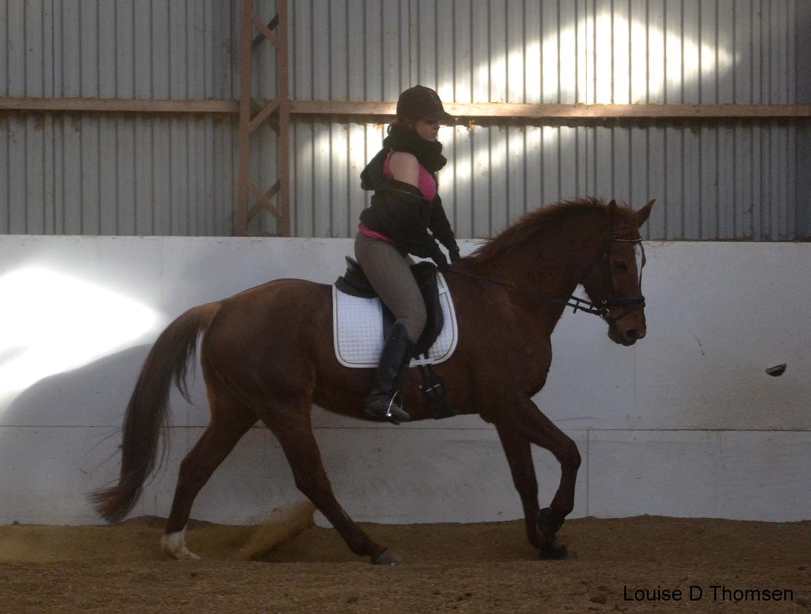 Dansk Varmblod Andina Solvang billede 33