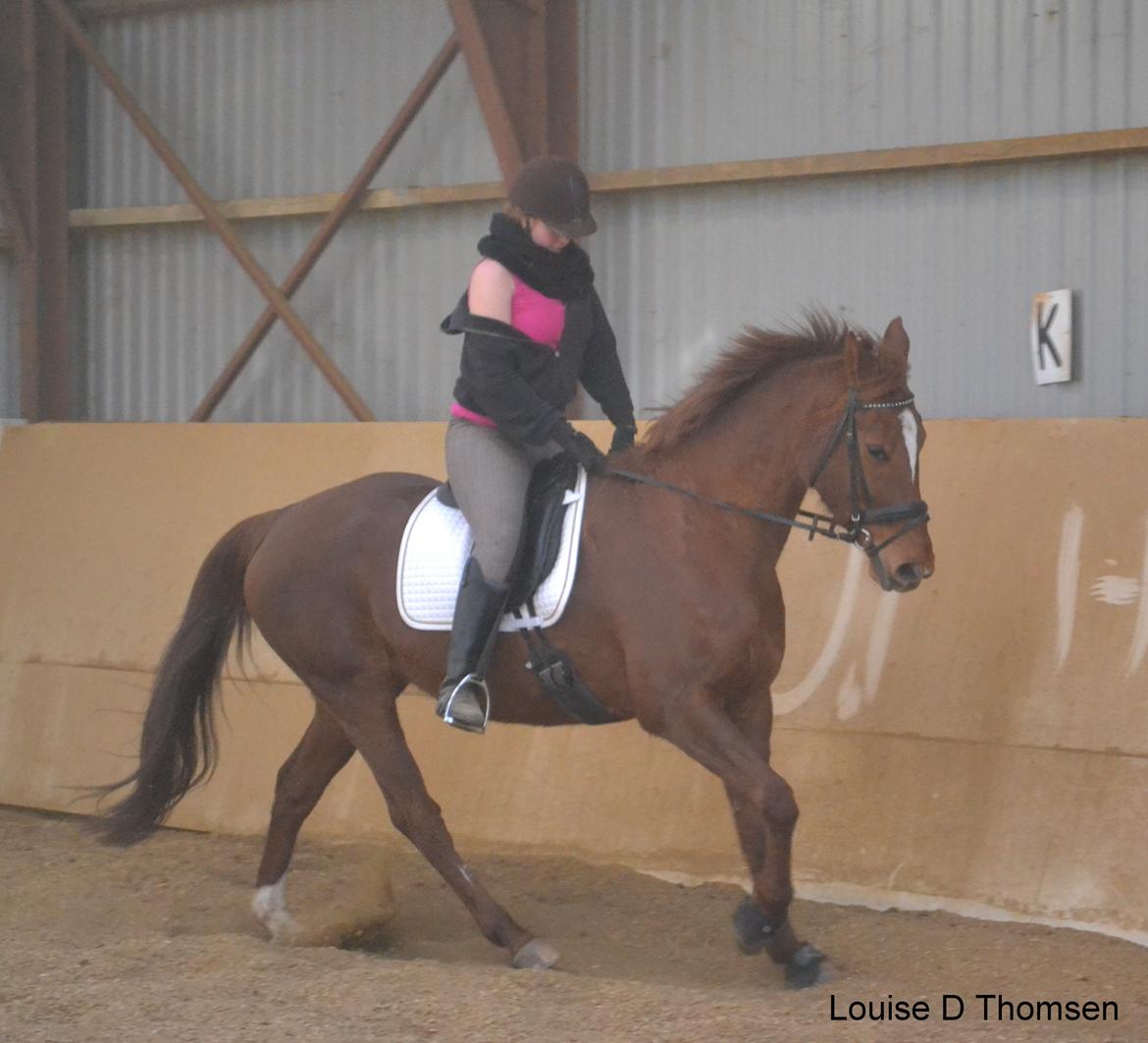 Dansk Varmblod Andina Solvang billede 34