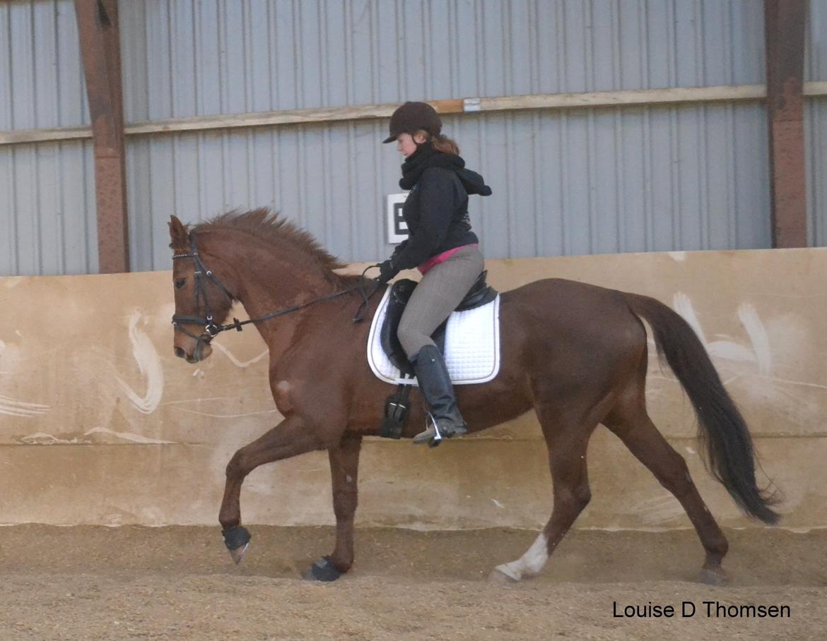 Dansk Varmblod Andina Solvang billede 35