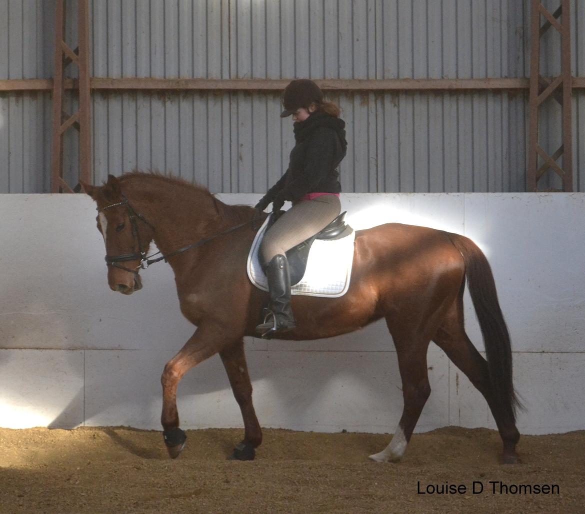 Dansk Varmblod Andina Solvang billede 36