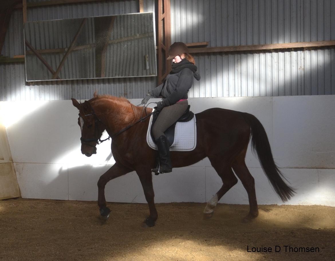 Dansk Varmblod Andina Solvang billede 37