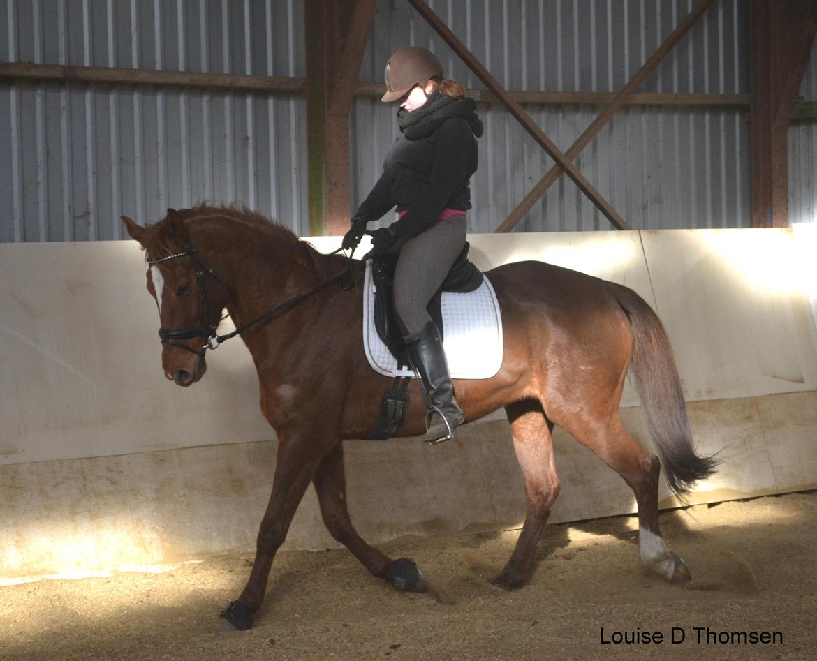 Dansk Varmblod Andina Solvang billede 38